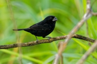 Louskac dlaskozoby - Sporophila funerea - Oryzoborus funereus - Thick-billed Seed-finch o8522